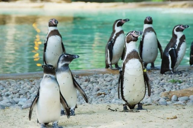 Humboldt penguins